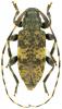 Leiopus linnei
